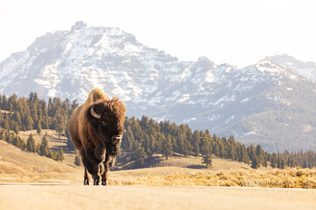 Wildlife viewing from a safe distance in Yellowstone National Park